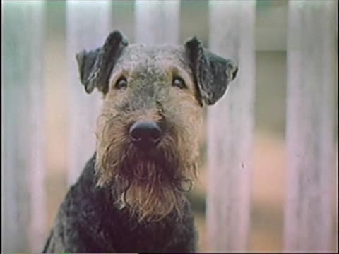 Жизнь и приключения четырёх друзей. 1 серия (1980-1981)